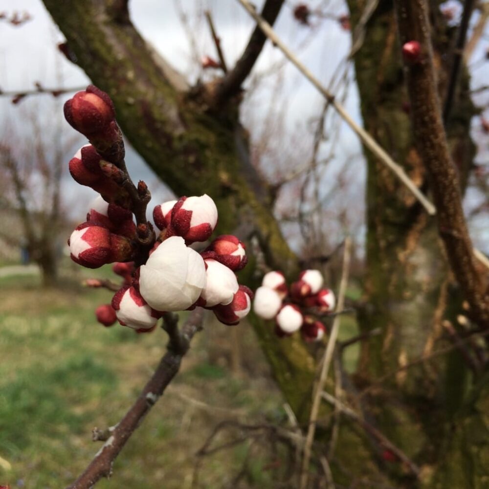 Aprikosenbl&uuml;ten k&uuml;nden den Fr&uuml;hling an